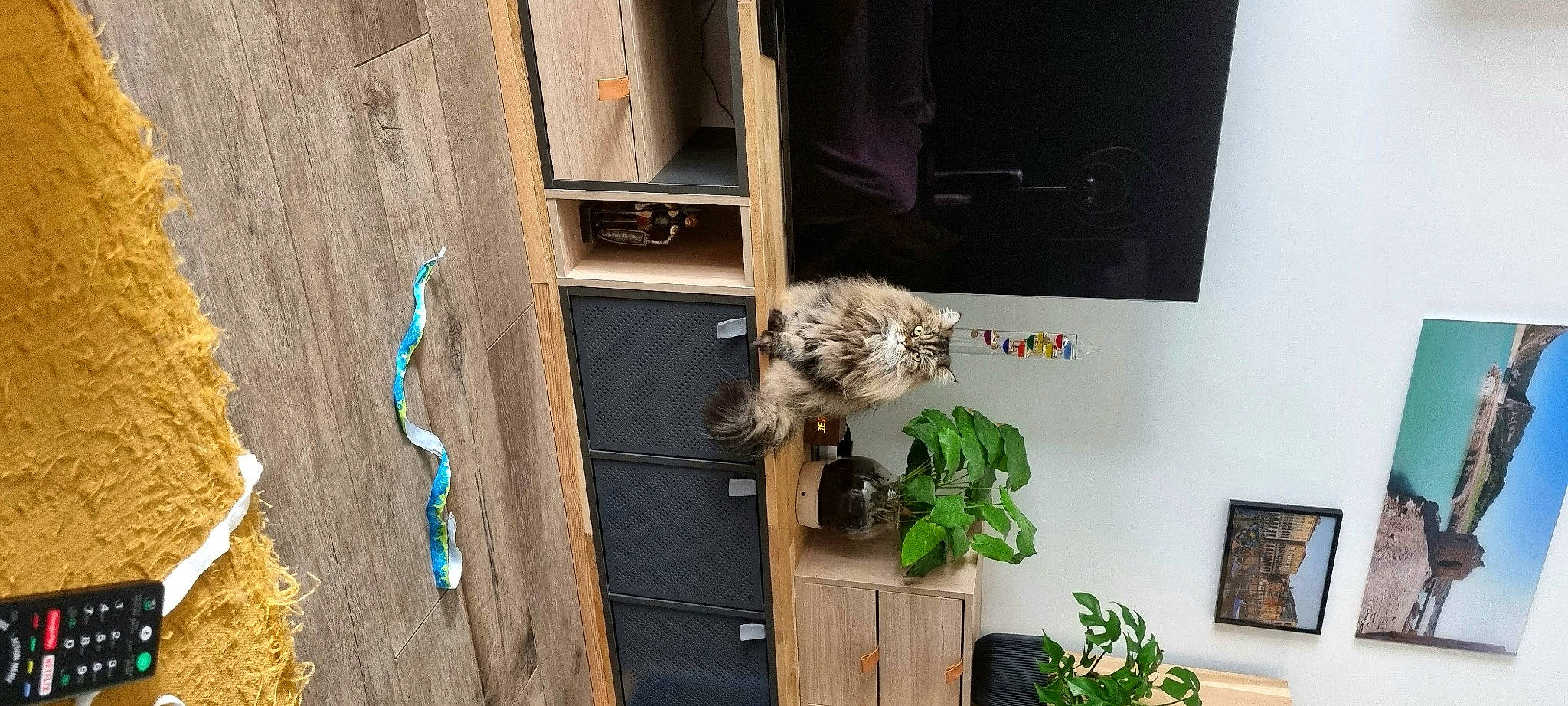 Michka a rejoint le concours — aidez-le/la à gagner de superbes lots ! art, canidae, carnivore, door, facade, felidae, flowerpot, fur, hardwood, house, houseplant, picture_frame, plant, room, shelving, small_to_medium_sized_cats, sporting_group, window, wood, wood_stain