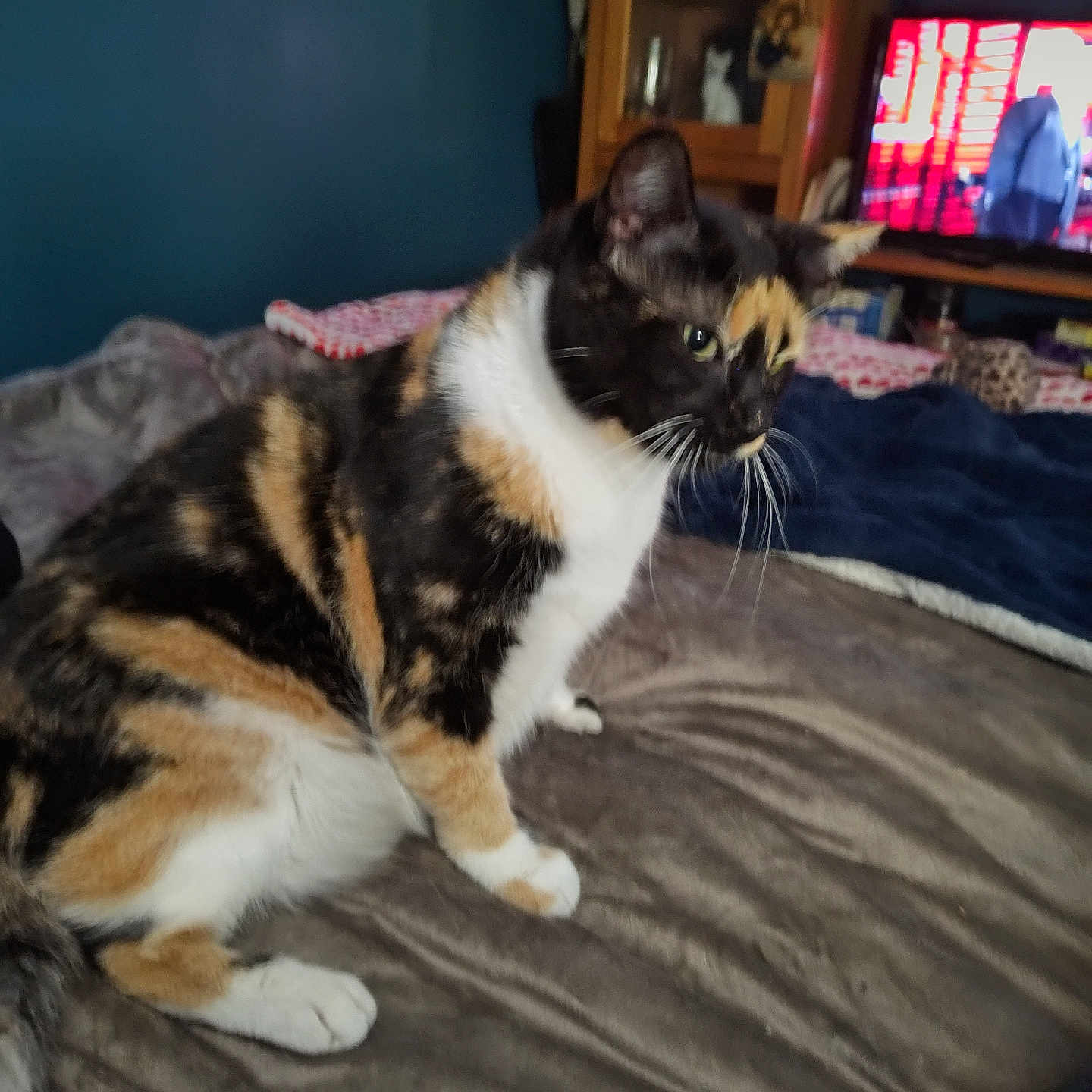 Shibba is registered to the contest to win money with this photo: animal, bed, blanket, calico_cat, cat, cozy, domestic_animal, fur, furniture, home, indoor, living_room, looking_away, pet, resting, side_view, soft_texture, television, whiskers, wooden_cabinet