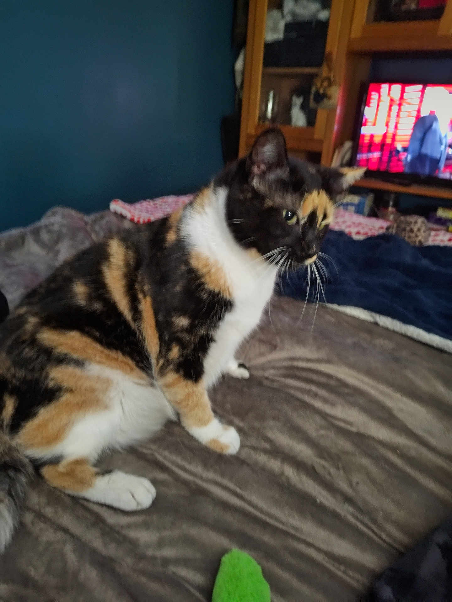 Shibba is registered to the contest to win money with this photo: cat, calico_cat, bed, blanket, indoor, furniture, television, wooden_cabinet, pet, animal, domestic_animal, resting, cozy, fur, whiskers, looking_away, side_view, soft_texture, living_room, home