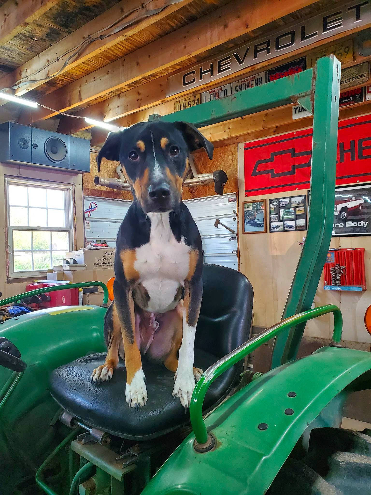 Cash joined the competition — help win amazing prizes! automotive_exterior, bumper, carnivore, chair, collar, companion_dog, dog, dog_breed, fawn, fun, grass, leisure, machine, motor_vehicle, plant, sporting_group, vehicle_door, window, windshield, working_animal