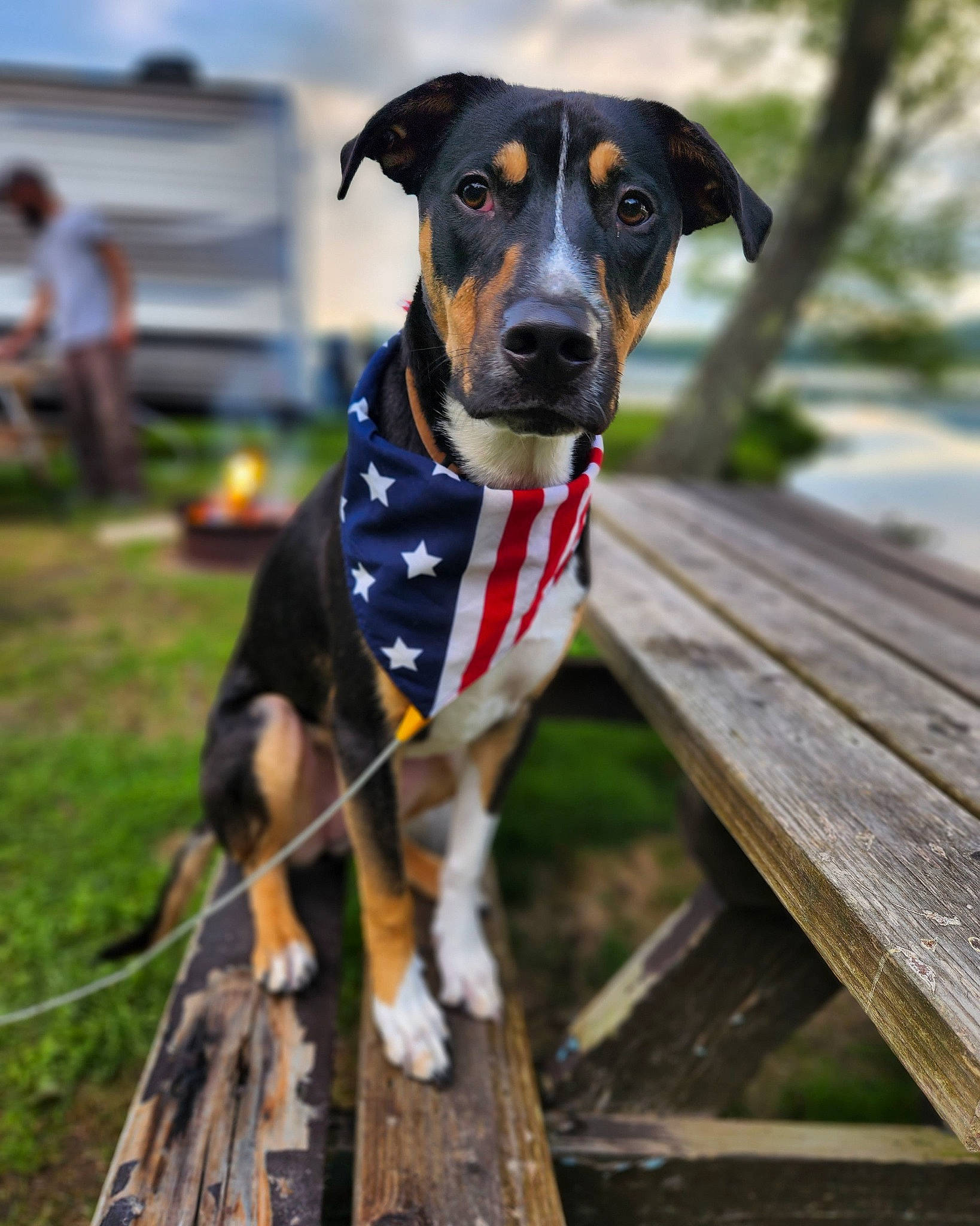 Cash joined the competition — help win amazing prizes! canidae, carnivore, cloud, collar, companion_dog, dog, dog_breed, dog_collar, dog_supply, fawn, grass, personal_protective_equipment, pet_supply, plant, sky, snout, sporting_group, water, wood, working_animal