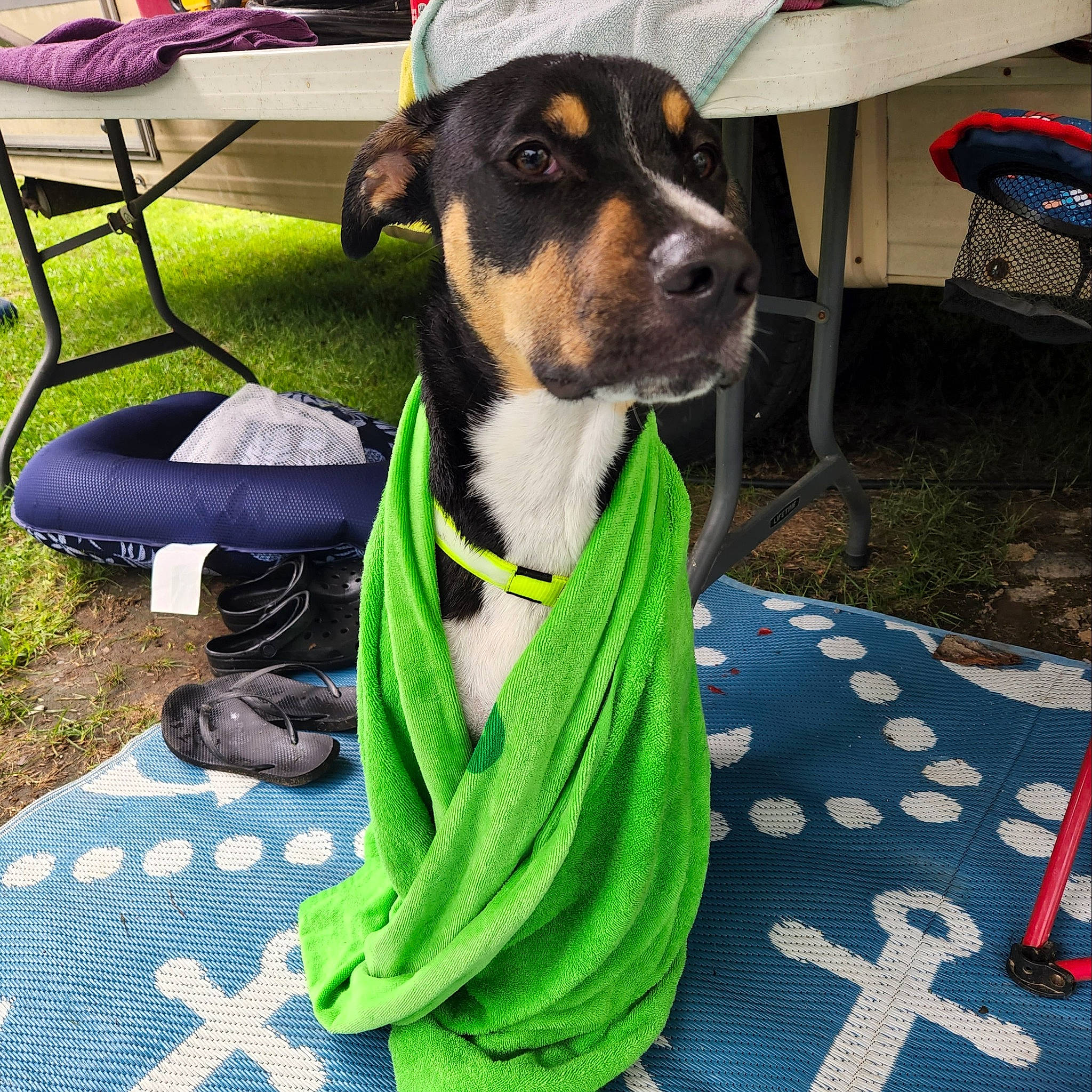 Cash joined the competition — help win amazing prizes! canidae, carnivore, chair, collar, companion_dog, dog, dog_breed, dog_clothes, dog_collar, dog_supply, grass, green, leisure, outdoor_furniture, personal_protective_equipment, pet_supply, snout, sporting_group, working_animal, working_dog