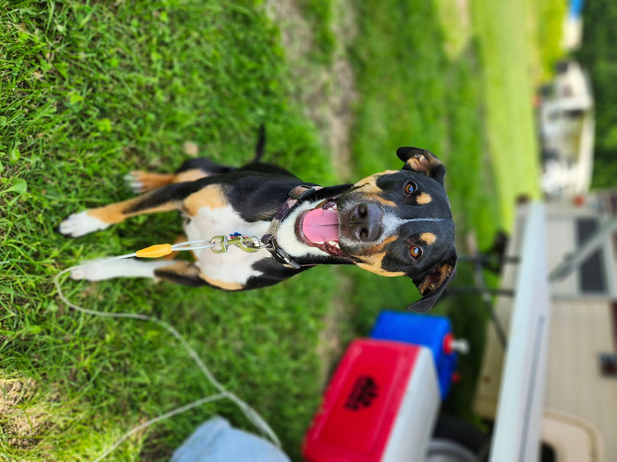 Cash is registered to the contest to win money with this photo: animal_sports, canidae, carnivore, collar, companion_dog, dog, dog_breed, dog_collar, dog_supply, grass, leash, leisure, personal_protective_equipment, pet_supply, plant, recreation, snout, sporting_group, sports, tree