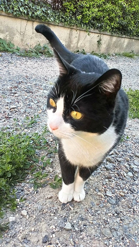 Ragnar participe au concours pour gagner de l'argent avec cette photo : art, asphalt, carnivore, cat, domestic_short_haired_cat, felidae, fur, grass, groundcover, paw, plant, road_surface, sitting, small_to_medium_sized_cats, snout, tail, terrestrial_animal, whiskers