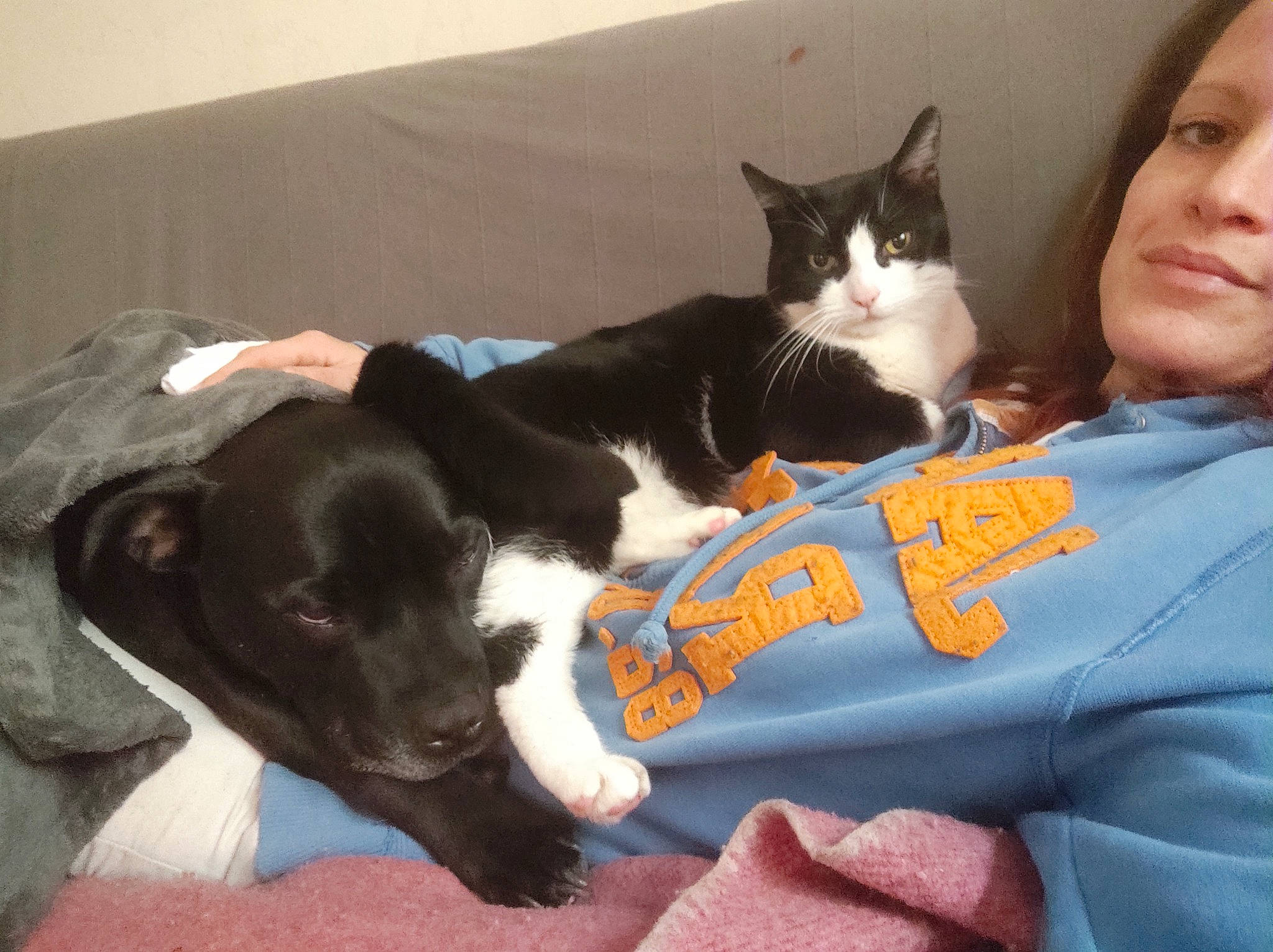 Ragnar a rejoint le concours — aidez-le/la à gagner de superbes lots ! carnivore, cat, comfort, companion_dog, dog, dog_breed, domestic_short_haired_cat, felidae, fur, gesture, lap, mammal, paw, small_to_medium_sized_cats, smile, t_shirt, tail, vertebrate, whiskers, working_animal