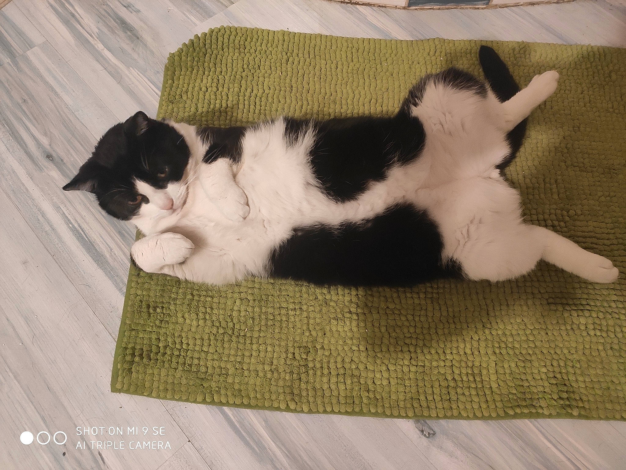 Ragnar participe au concours pour gagner de l'argent avec cette photo : carnivore, cat, comfort, dog_breed, domestic_short_haired_cat, felidae, floor, flooring, fur, grey, hardwood, linens, paw, rectangle, small_to_medium_sized_cats, snout, tail, terrestrial_animal, whiskers, wood