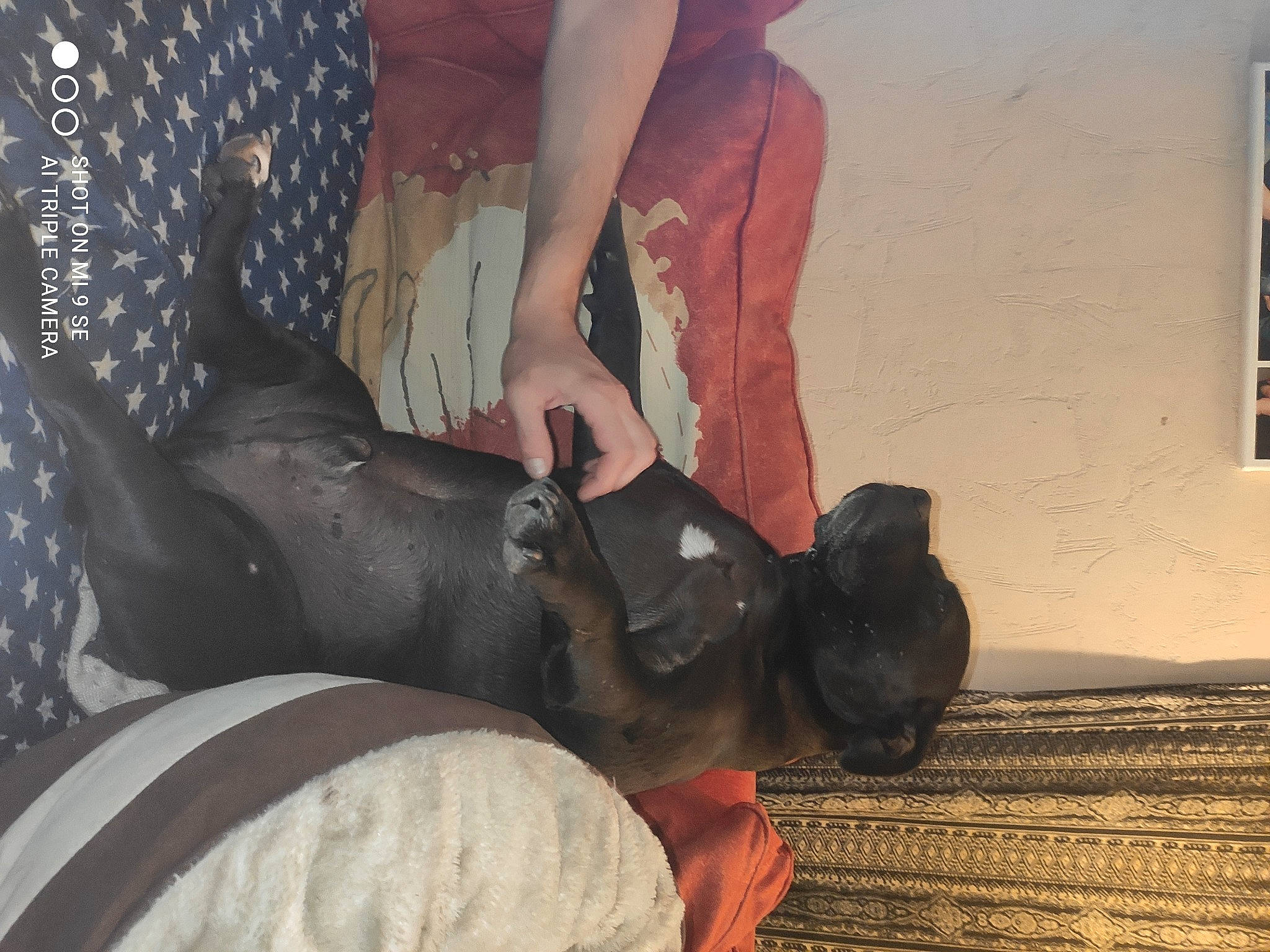 Jecko participe au concours pour gagner de l'argent avec cette photo : boot, carmine, comfort, companion_dog, flesh, flooring, foot, fun, fur, human_leg, knee, leg, pattern, personal_protective_equipment, room, shoe, sitting, thigh, window, wood