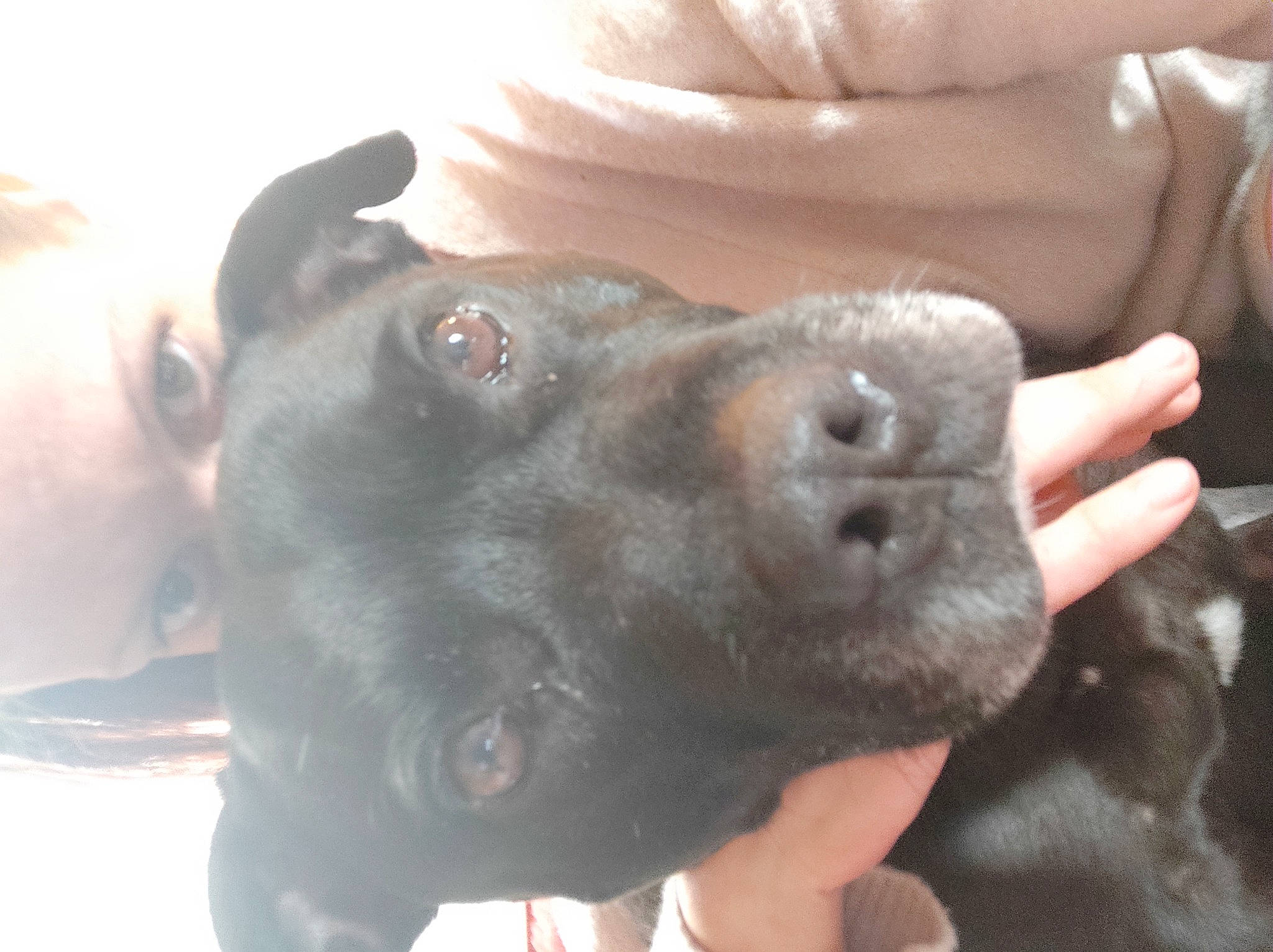 Jecko participe au concours pour gagner de l'argent avec cette photo : borador, carnivore, companion_dog, dog, dog_breed, ear, fawn, finger, fur, gesture, guard_dog, hand, liver, nail, selfie, snout, thumb, whiskers, working_animal, wrist