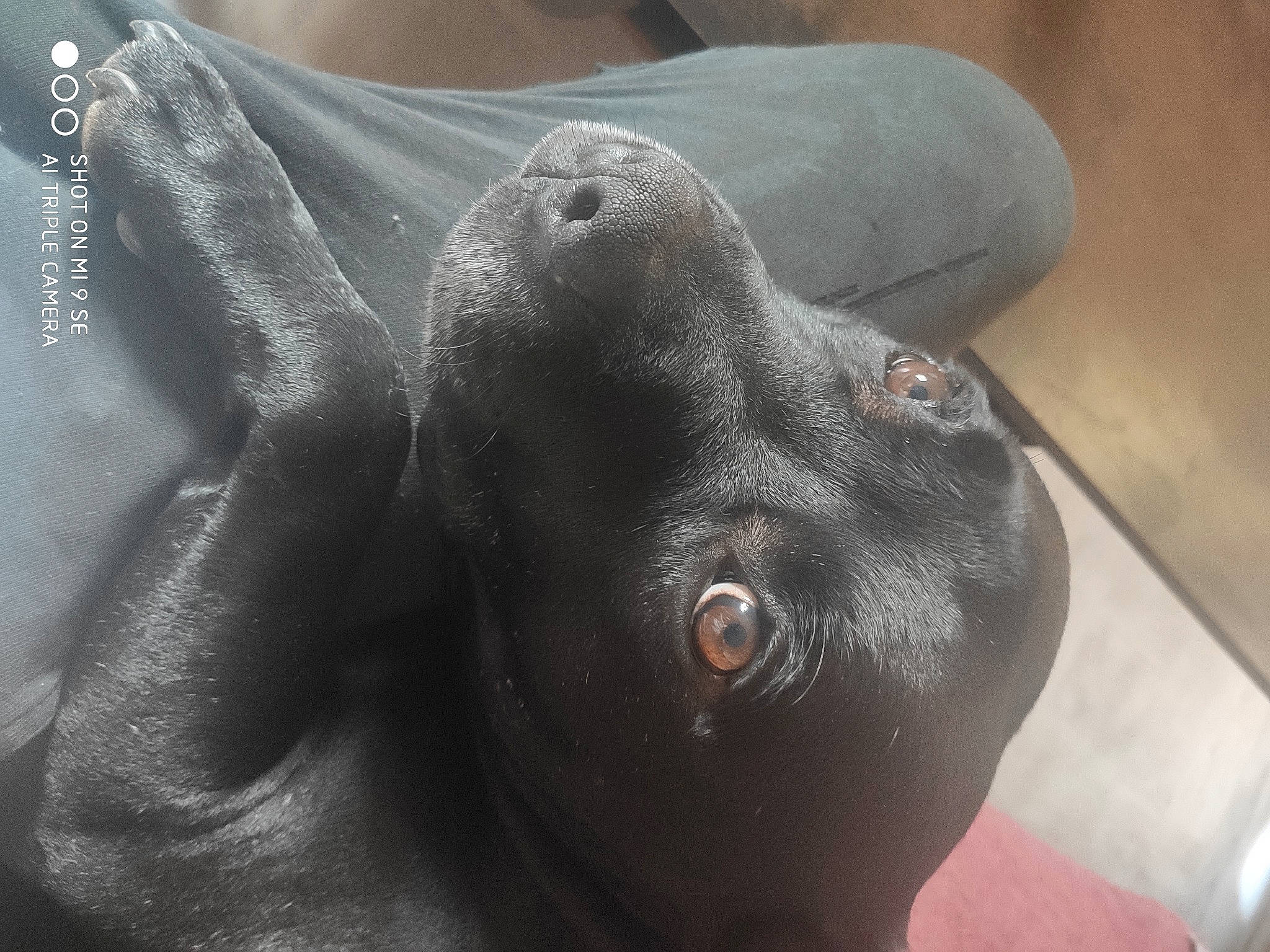 Jecko participe au concours pour gagner de l'argent avec cette photo : borador, canidae, carnivore, comfort, companion_dog, dog, dog_breed, ear, fawn, fur, grey, liver, non_sporting_group, puppy, sculpture, snout, sporting_group, terrestrial_animal, whiskers, working_animal