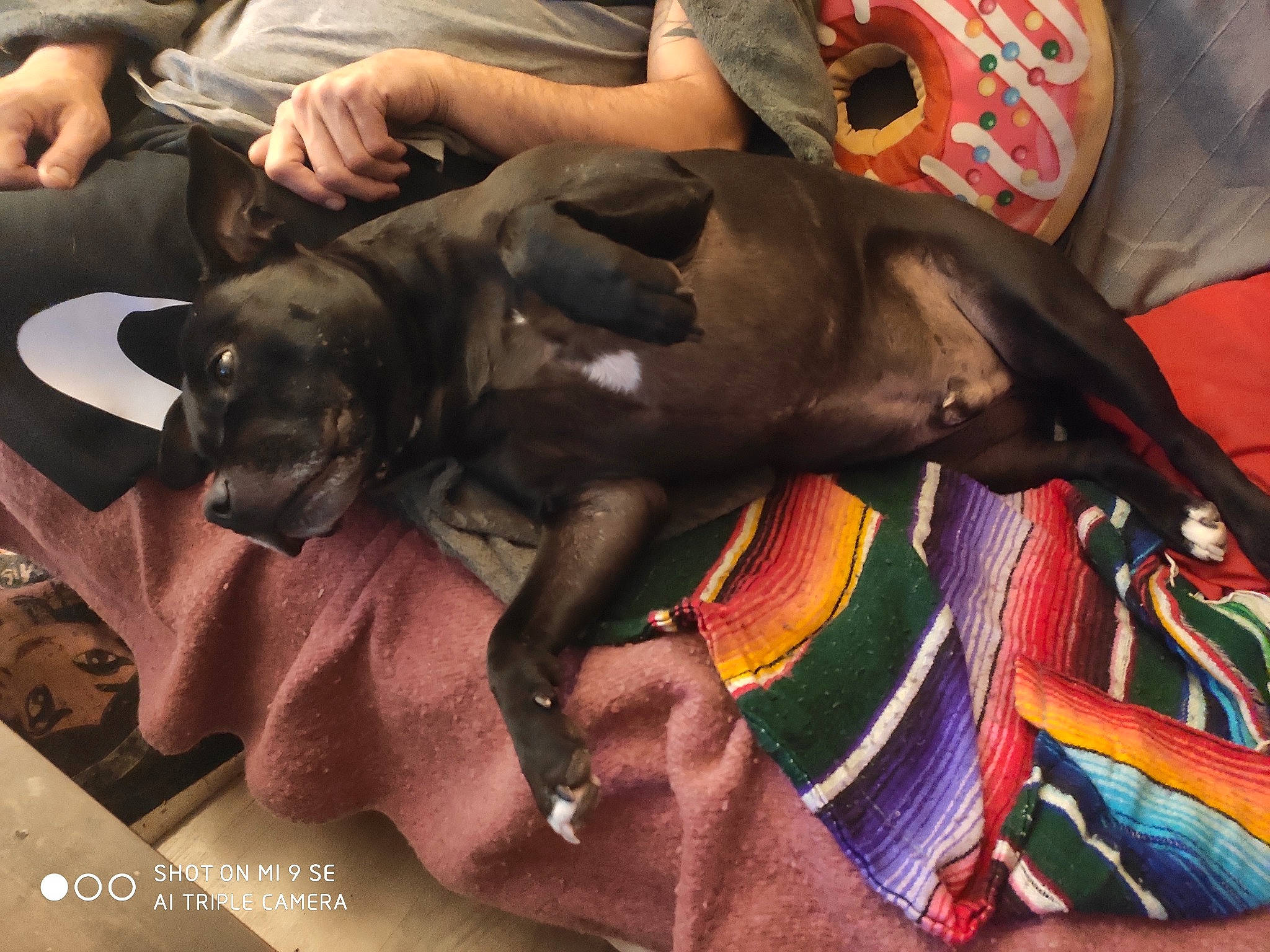 Jecko a rejoint le concours — aidez-le/la à gagner de superbes lots ! canidae, carnivore, comfort, companion_dog, dog, dog_breed, fawn, guard_dog, linens, non_sporting_group, sporting_group, toy_dog, working_animal