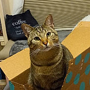 Theo joined the competition — help win amazing prizes! blinds, box_play, cardboard_box, cat, closeup, cozy, curiosity, ears, furniture, green_eyes, household_item, indoor, living_room, pet, pillow, polka_dot, portrait, stripes, tabby_cat, whiskers
