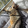 Theo joined the competition — help win amazing prizes! bedding, blanket, cat, cozy, cushion, fur, indoor, lounging, nap, pet, pillow, shadow, sleeping, stripes, sunlight, tabby_cat, tail, whiskers, window, windowsill