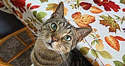 Theo is registered to the contest to win money with this photo: autumn_pattern, cat, chair, chair_cushion, close_up, green_eyes, indoor, kitchen, leaf_pattern, pet, portrait, salt_shaker, sitting, tabby_cat, table, tablecloth, tin_container, water_bottle, whiskers, wooden_chair