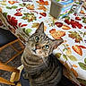 autumn_pattern, cat, chair, chair_cushion, close_up, green_eyes, indoor, kitchen, leaf_pattern, pet, portrait, salt_shaker, sitting, tabby_cat, table, tablecloth, tin_container, water_bottle, whiskers, wooden_chair