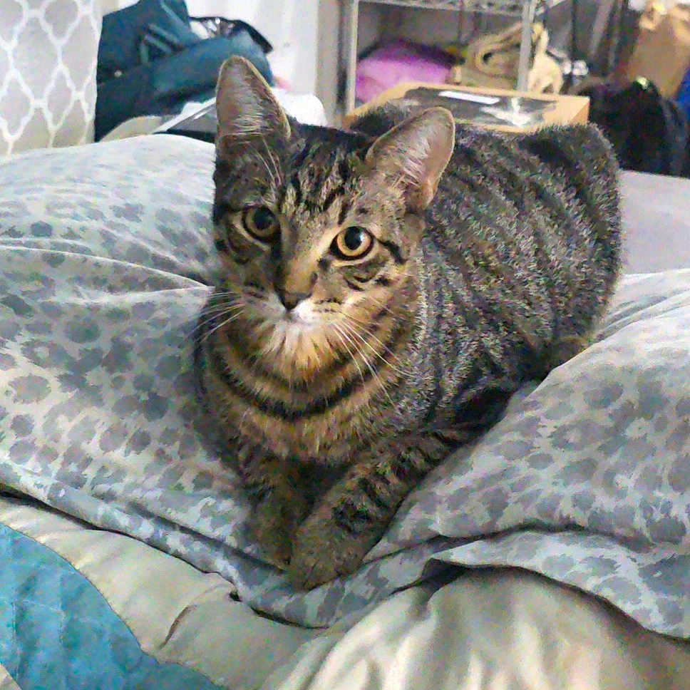 Kahekili is registered to the contest to win money with this photo: animal, bed, blanket, cat, cozy, cute, domestic, ears, eyes, feline, fur, home, indoor, looking, pet, pillow, resting, striped, tabby, whiskers