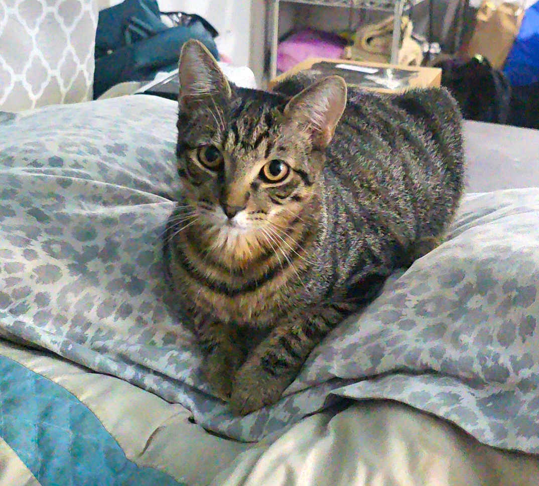 Kahekili is registered to the contest to win money with this photo: animal, bed, blanket, cat, cozy, cute, domestic, ears, eyes, feline, fur, home, indoor, looking, pet, pillow, resting, striped, tabby, whiskers