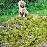 Birdy a rejoint le concours — aidez-le/la à gagner de superbes lots ! animal, boulder, canine, cute, dog, forest, golden_retriever, grass, greenery, landscape, moss, mossy_rock, nature, outdoor, pet, puppy, rock, scenery, sitting, young_dog