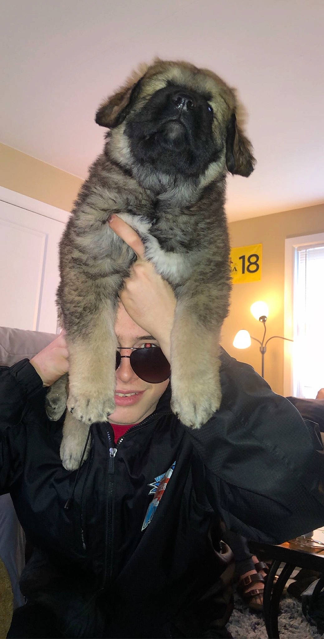 Bear Bear joined the competition — help win amazing prizes! beauty, black, carnivore, companion_dog, dog, dog_breed, eyewear, fashion_design, fur, fur_clothing, gesture, glasses, glove, goggles, natural_material, picture_frame, street_fashion, sunglasses, white, window