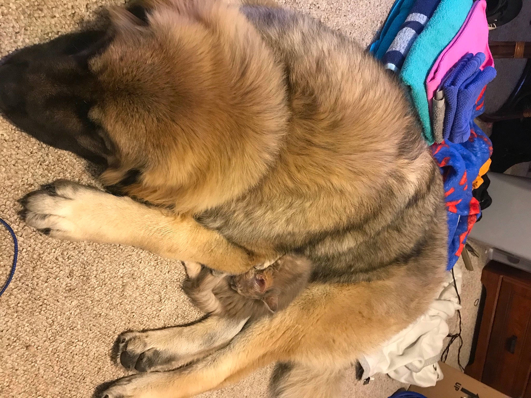 Bear Bear joined the competition — help win amazing prizes! cabinetry, canidae, carnivore, claw, collar, comfort, companion_dog, dog, dog_breed, electric_blue, estrela_mountain_dog, fawn, fur, nap, paw, snout, sporting_group, tail, whiskers, working_animal