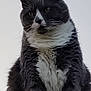 animal, cat, closeup, cute, domestic_animal, feline, fluffy, friendly, fur, majestic, mammal, outdoor, pet, portrait, serious, sitting, soft_light, tuxedo_cat, whiskers, white_background