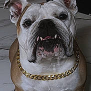 Sly Malone is registered to the contest to win money with this photo: bulldog, dog, pet, close_up, portrait, chain, gold_chain, floor, tile_floor, animal, canine, wrinkles, underbite, ears, fur, brown, white, sitting, indoors, face
