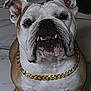 bulldog, dog, pet, close_up, portrait, chain, gold_chain, floor, tile_floor, animal, canine, wrinkles, underbite, ears, fur, brown, white, sitting, indoors, face