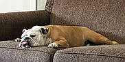Sly Malone is registered to the contest to win money with this photo: bulldog, dog, pet, sleeping, tongue_out, couch, furniture, indoor, brown, relaxed, canine, resting, house, animal, mammal, companion, cute, domestic, nap, cozy
