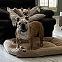 Sly Malone is registered to the contest to win money with this photo: bulldog, dog, pet, indoor, living_room, couch, pillow, dog_bed, floor, tile_floor, window, shutter, furniture, animal, canine, cute, resting, domestic, companion, cozy