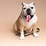 Sly Malone joined the competition — help win amazing prizes! bulldog, dog, tongue_out, pet, animal, canine, sitting, leash, studio, beige_background, cute, happy, smiling, portrait, domestic_animal, mammal, friendly, short_hair, stocky, playful