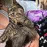 cat, tabby_cat, fluffy, pet, animal, indoor, human_hand, blanket, purple_blanket, clothing, cartoon_print, orange_cat, feline, domestic_animal, resting, curious, fur, paw, relaxation, casual