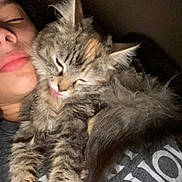 Smokey is registered to the contest to win money with this photo: cat, kitten, person, face, snuggling, closeup, fluffy, tabby, pet, cute, cozy, indoor, sleepy, tongue_out, young, feline, animal, companion, affection, casual
