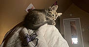 Smokey is registered to the contest to win money with this photo: animal, bedroom, blanket, cat, comfort, cozy, cute, domestic, feline, fur, indoor, kitten, mammal, pet, relaxation, resting, sleeping, soft, warm, young
