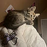 Smokey is registered to the contest to win money with this photo: kitten, cat, animal, pet, blanket, indoor, cozy, fur, resting, cute, young, mammal, sleeping, comfort, bedroom, feline, domestic, soft, warm, relaxation
