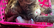 Smokey is registered to the contest to win money with this photo: cat, kitten, pink_basket, heart_shapes, sunlight, window, soft_toys, tabby, curious, fluffy, pet, indoor, feline, tail, resting, cute, animal, cozy, playful, domestic