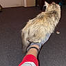 Smokey joined the competition — help win amazing prizes! cat, indoor, carpet, foot, sock, red_pants, furniture, door, pet, animal, fluffy, domestic, resting, person, ankle_bracelet, room, casual, cozy, relaxed, home