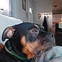 Max is registered to the contest to win money with this photo: dog, pet, canine, collar, indoor, living_room, blanket, furniture, wall_art, door, coat_hanger, calm, side_view, brown, black, domestic_animal, resting, close_up, portrait, cozy