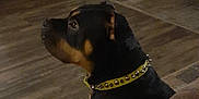 Max joined the competition — help win amazing prizes! dog, rottweiler, pet, indoor, collar, yellow_collar, living_room, floor, rug, door, furniture, brown_couch, wooden_floor, attentive, side_view, domestic_animal, companion, canine, quiet, home