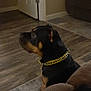 dog, rottweiler, pet, indoor, collar, yellow_collar, living_room, floor, rug, door, furniture, brown_couch, wooden_floor, attentive, side_view, domestic_animal, companion, canine, quiet, home
