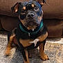 Max joined the competition — help win amazing prizes! dog, pet, indoor, brown_couch, carpet, sitting, green_collar, black_and_tan, canine, animal, fur, ears, face, paw, looking_up, home, domestic, companion, friendly, alert