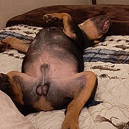 Max is registered to the contest to win money with this photo: dog, bed, quilt, paw, mouth, relaxed, lying_down, indoor, brown, black, animal, canine, sleeping, fur, pet, comfort, blanket, resting, cozy, wall
