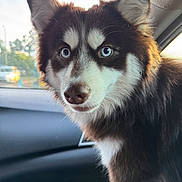 Kody Ferguson is registered to the contest to win money with this photo: animal, blue_eyes, canine, car, close_up, curious, dog, ears, face, fluffy, fur, husky, interior, mammal, natural_light, nose, pet, portrait, whiskers, window