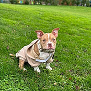 Aya a rejoint le concours — aidez-le/la à gagner de superbes lots ! attention, bokeh, brown_and_white, collar, cute, daytime, dog, ears_up, grass, green_lawn, hoodie, outdoor, park, pet, pitbull, portrait, puppy, shallow_depth_of_field, short_hair, sitting