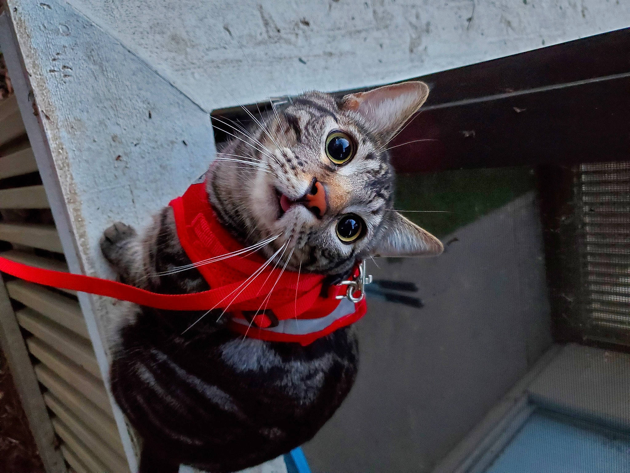 Blueberry is registered to the contest to win money with this photo: black_cat, canidae, carnivore, cat, claw, collar, domestic_short_haired_cat, felidae, fur, grey, metal, paw, personal_protective_equipment, sculpture, small_to_medium_sized_cats, snout, tail, whiskers, window