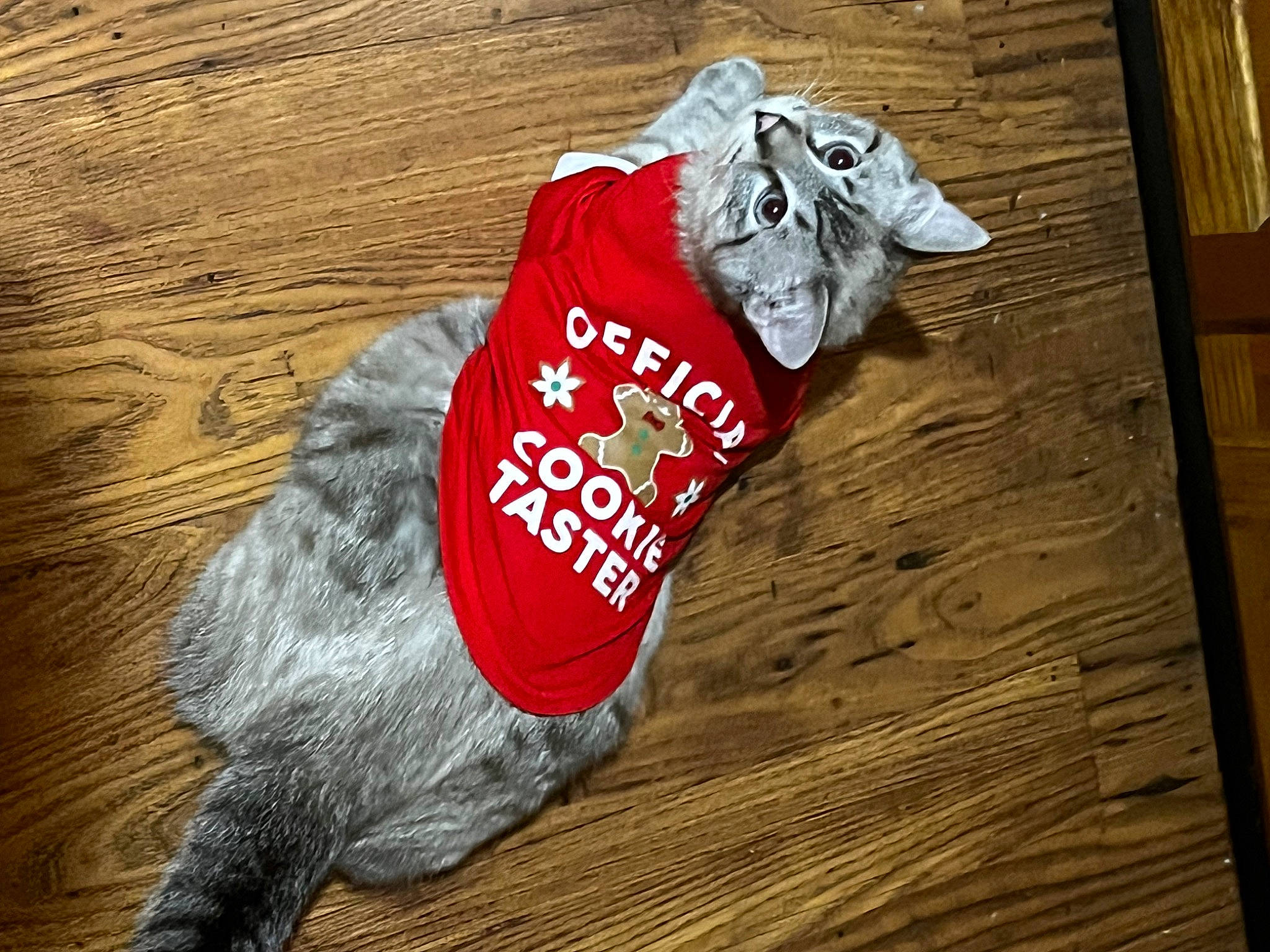 Baby Bear Blue is registered to the contest to win money with this photo: carmine, carnivore, dog_breed, felidae, floor, flooring, font, fur, hardwood, laminate_flooring, plank, sleeve, sporting_group, sportswear, t_shirt, tail, varnish, wood, wood_flooring, wood_stain