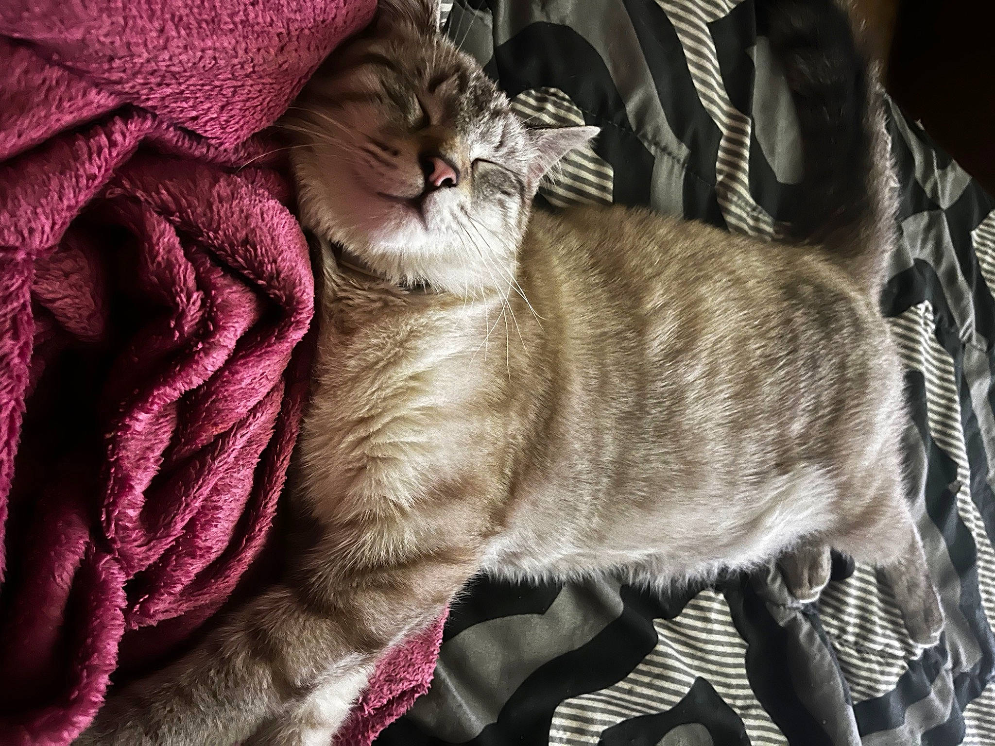 Baby Bear Blue joined the competition — help win amazing prizes! blanket, carnivore, cat, claw, comfort, domestic_short_haired_cat, felidae, fur, grey, linens, magenta, nap, paw, petal, plant, sleep, small_to_medium_sized_cats, tail, whiskers