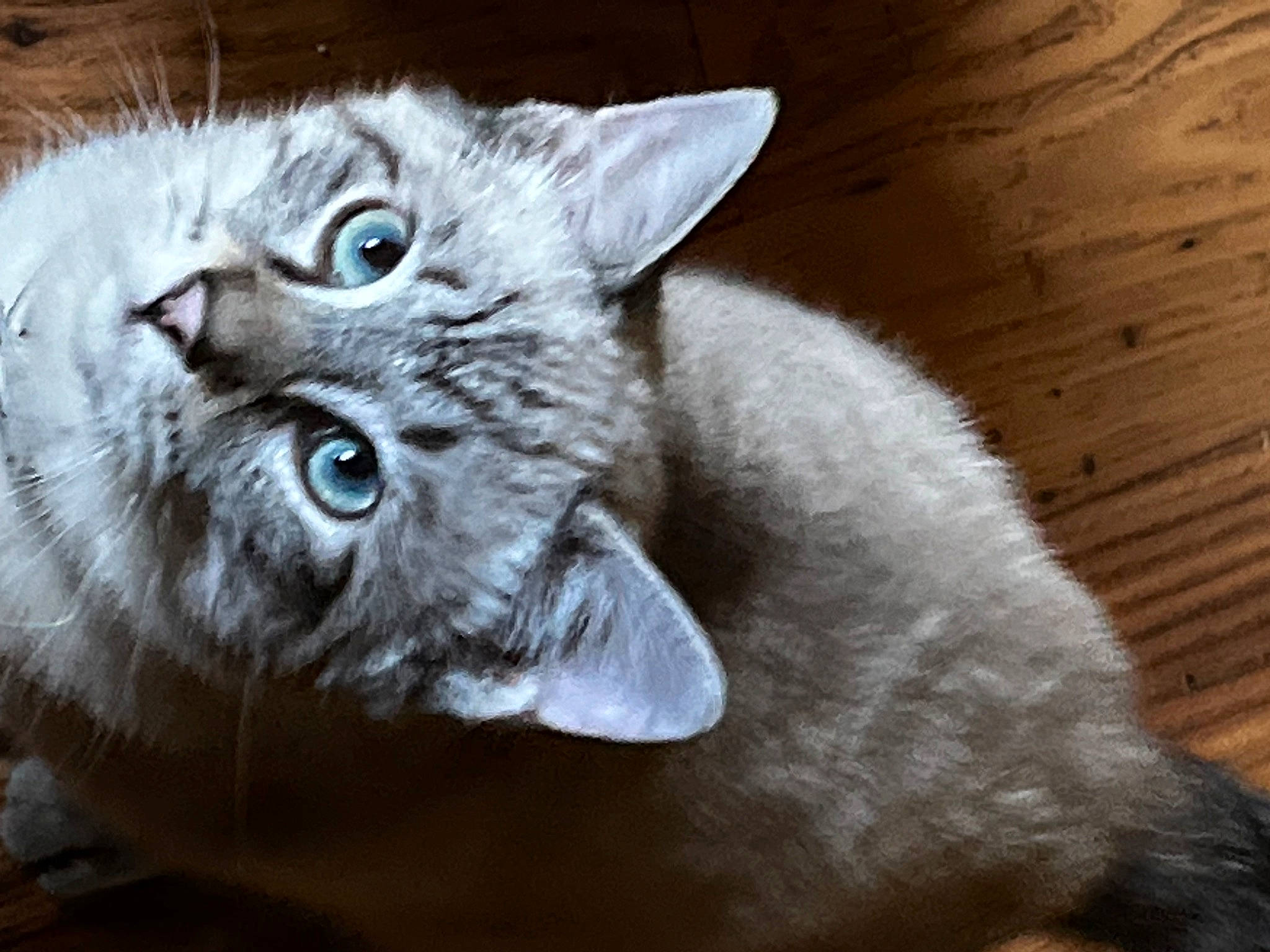 Baby Bear Blue joined the competition — help win amazing prizes! carnivore, cat, domestic_short_haired_cat, felidae, fur, hardwood, photo_caption, small_to_medium_sized_cats, snout, terrestrial_animal, whiskers, wildlife, wood