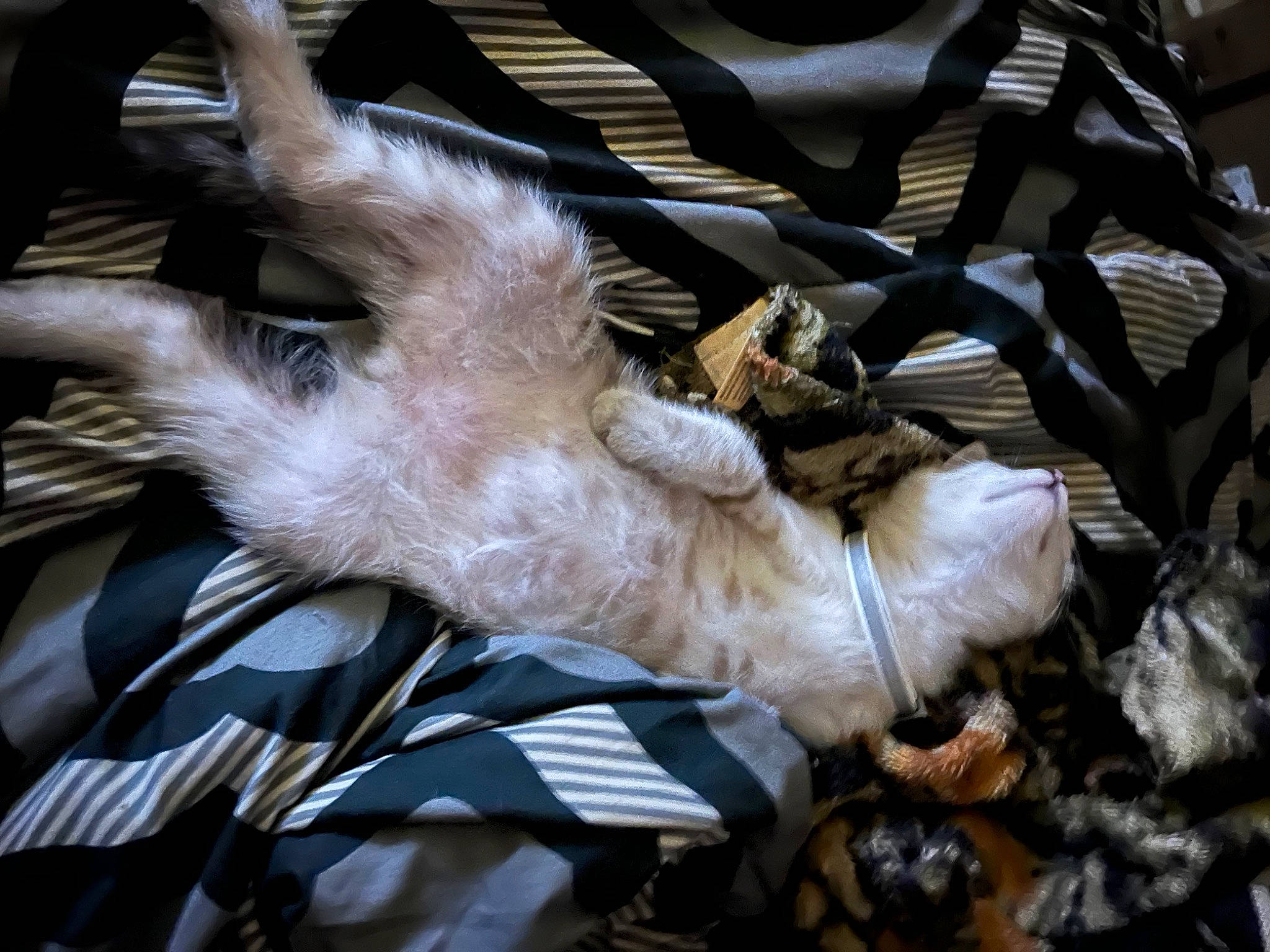 Baby Bear Blue is registered to the contest to win money with this photo: auto_part, canidae, carnivore, cat, claw, companion_dog, dog_breed, fawn, feather, felidae, fur, nap, paw, plant, small_to_medium_sized_cats, sporting_group, tail, whiskers, wildlife, wing