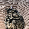 Maya joined the competition — help win amazing prizes! cat, sleeping, curled_up, feline, pet, fur, blanket, soft_texture, cozy, resting, indoors, comfortable, animal, cute, nap, striped_fur, plush, relaxed, warm, peaceful