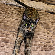 Maya is registered to the contest to win money with this photo: cat, tortoiseshell, stretching, green_eyes, blanket, beige, furry, pet, animal, indoor, cozy, texture, relaxed, fur_pattern, whiskers, ears, claws, person_leg, home, resting