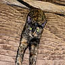 cat, tortoiseshell, stretching, green_eyes, blanket, beige, furry, pet, animal, indoor, cozy, texture, relaxed, fur_pattern, whiskers, ears, claws, person_leg, home, resting
